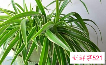 吊兰养殖的方法