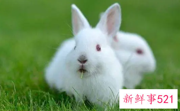 属兔怎么起小名