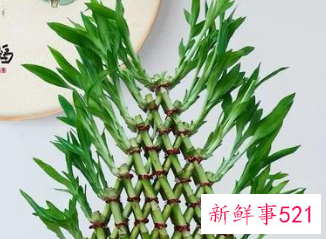 院子里种什么花最旺宅