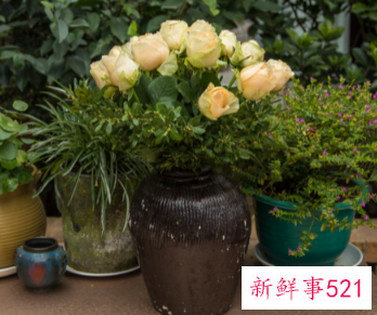 10种客厅招财植物推荐