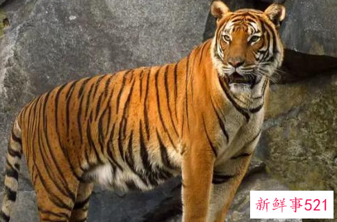 什么动物咬合力最大