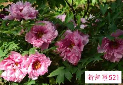 家里摆什么旺财和顺利