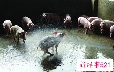 梦见猪圈里黑猪寓意