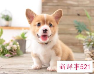 梦见狗代表着什么