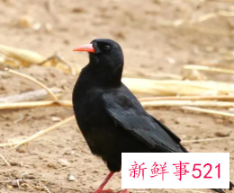 老鸹窝里出凤凰是什么动物