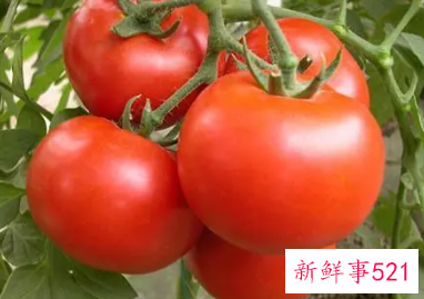 梦到特别大的西红柿