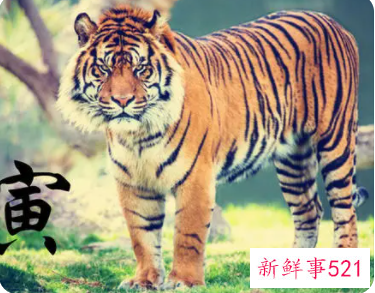 虎年宝宝起名字大全男孩