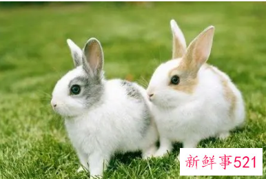 属兔的超级贵人小人2022年