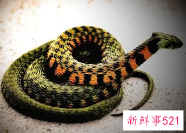 孕妇梦见灰蛇是什么意思