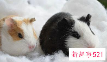 哪种小宠物干净好养没有味