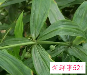 黄精的作用和功效图片