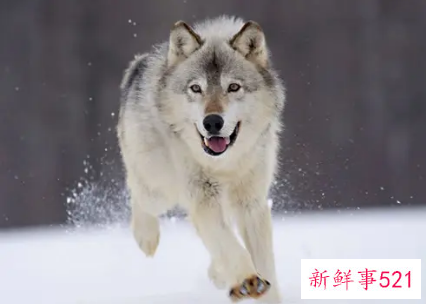 梦见一只狼救了我