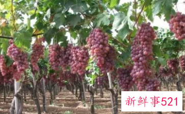 女人梦见葡萄寓意