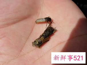 梦见自己有虱子周公解梦