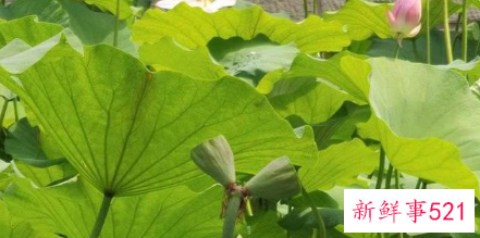 大明湖或出现第三株并蒂莲