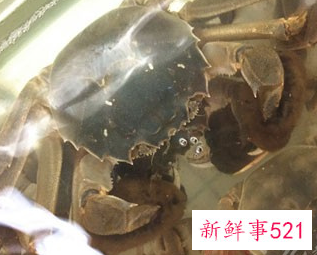 螃蟹的蒸法螃蟹怎么蒸