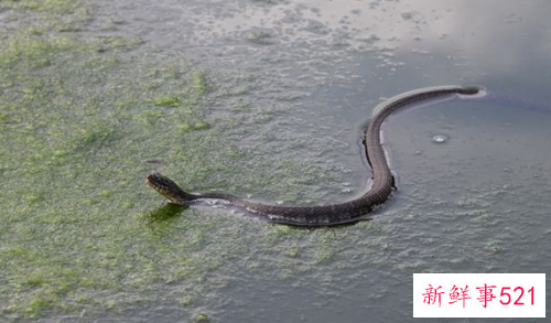 梦见大蛇小蛇满地爬有什么寓意