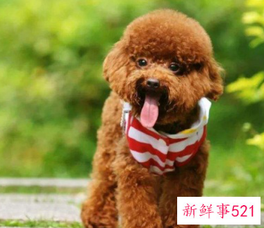 什么小型犬聪明又易适应环境