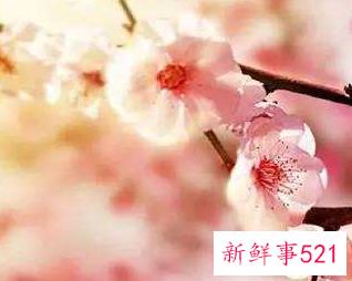 春节买桃花的寓意