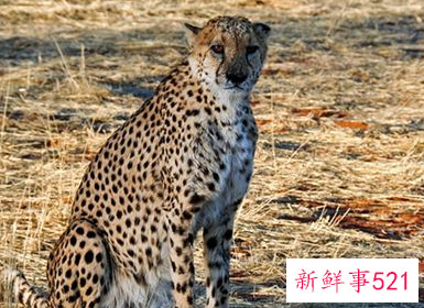 梦见猎豹有什么征兆