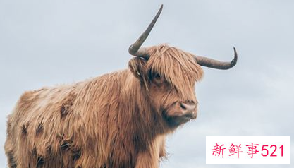 梦到小牛犊有什么含义