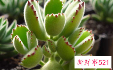 熊童子怎么爆盆