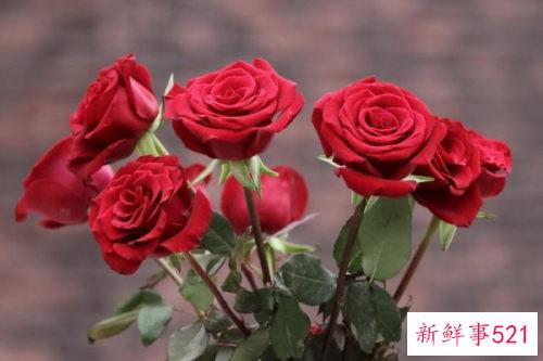 红玫瑰朵数寓意