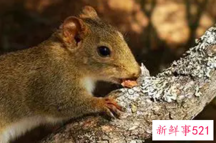 梦到各种动物预示什么