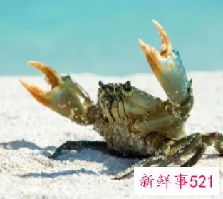 怀孕初期吃什么食物容易流产