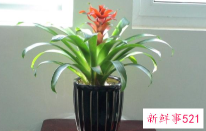 春节家里摆什么花喜庆