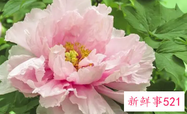 牡丹花怎么养才能开花