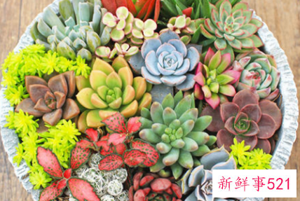 多肉怎么养殖