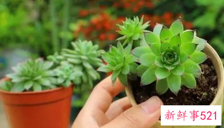 多肉如何砍头什么时候最合适