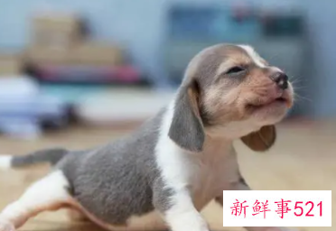 饲养宠物要注意风水禁忌