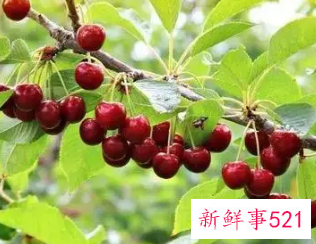 樱桃的营养功效