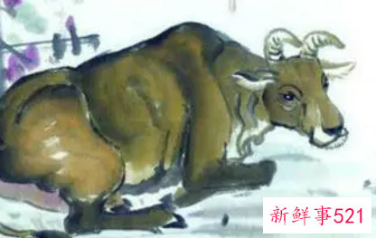 97年属牛女最佳婚配年龄