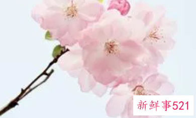 春节买桃花的寓意