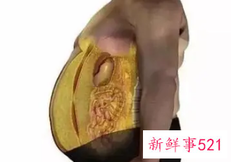 跳绳减内脏脂肪效果