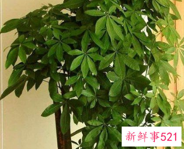 院子里种什么花最旺宅