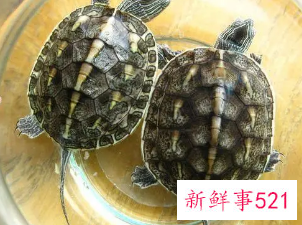 招财辟邪养什么龟