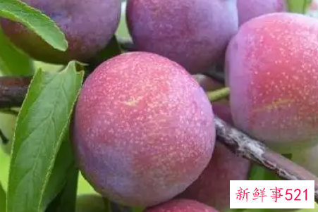 李子什么品种最好吃