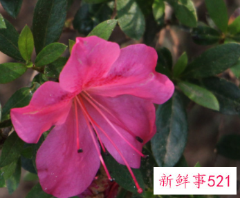 映山红下山桩冬天怎样过冬