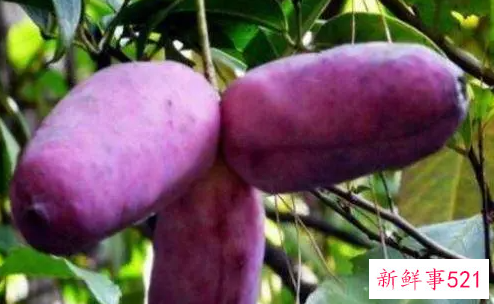 紫皮香蕉怎么吃好吃