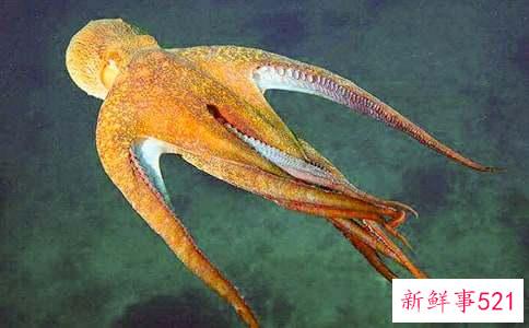 梦见章鱼人什么意思