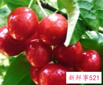 吃什么水果可以排除体内的毒素