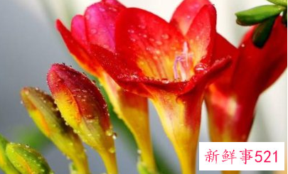 生僻唯美的花名简短