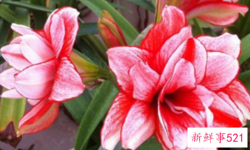 朱顶红烂根的处理方法是什么