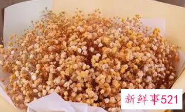 家里摆放满天星干花寓意好不好