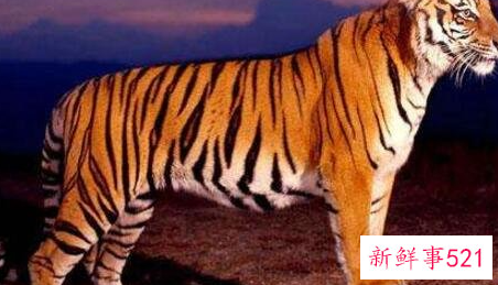世界上最大的老虎