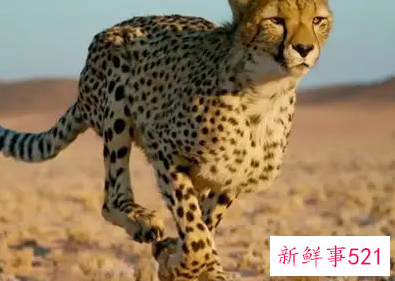 梦见被豹子追有什么预兆